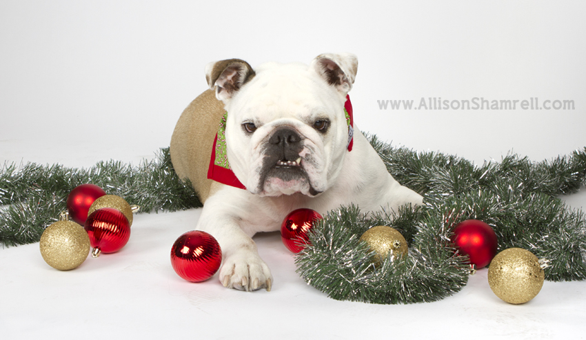 Merry Christmas Bulldog Image Pictures Becuo