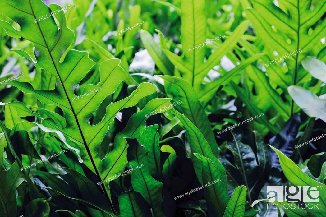 The Wart Fern Of Hawaii Or Maile Scented Green Leaves