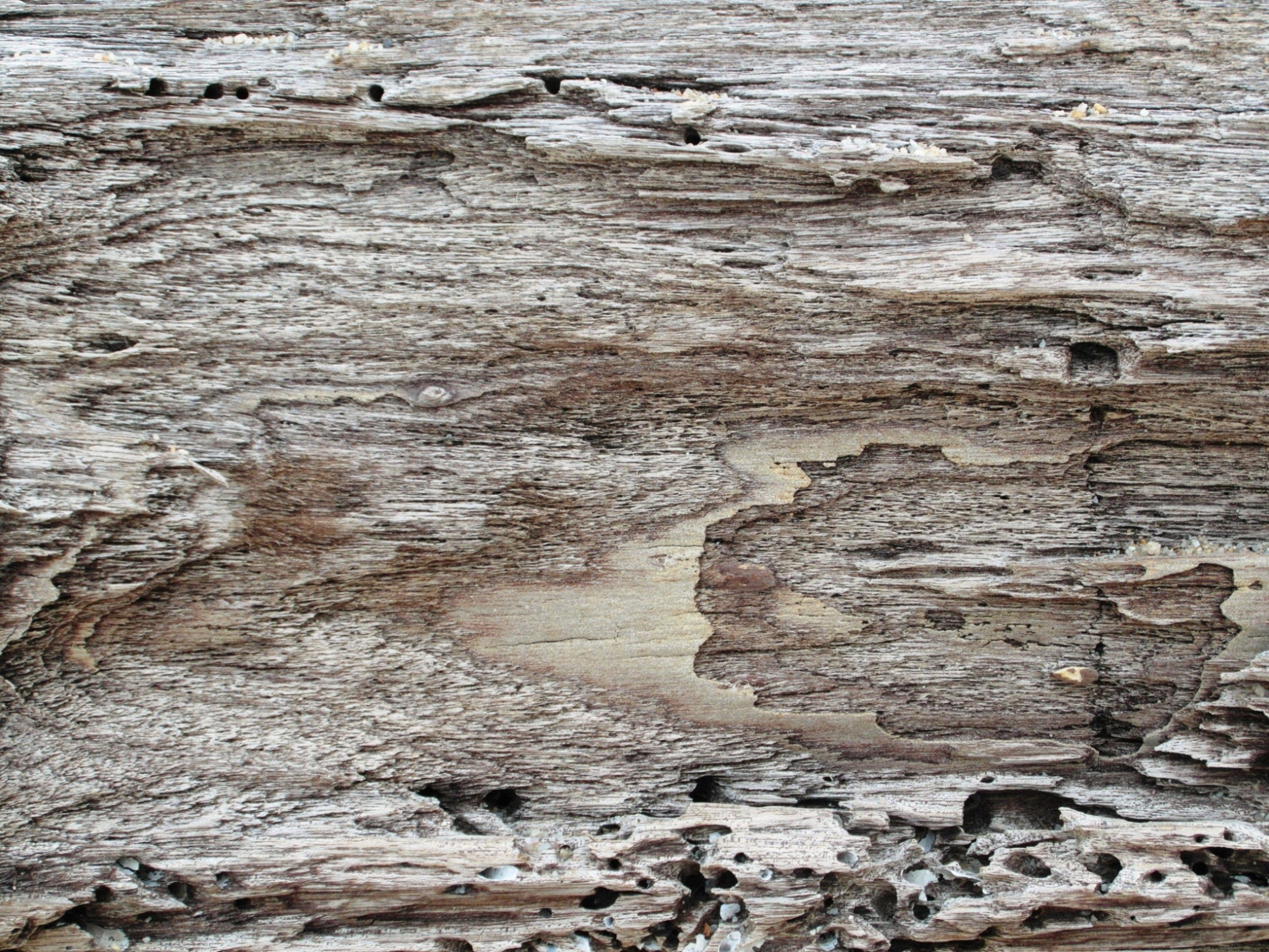 Photo Driftwood Background Texture Tree Surface