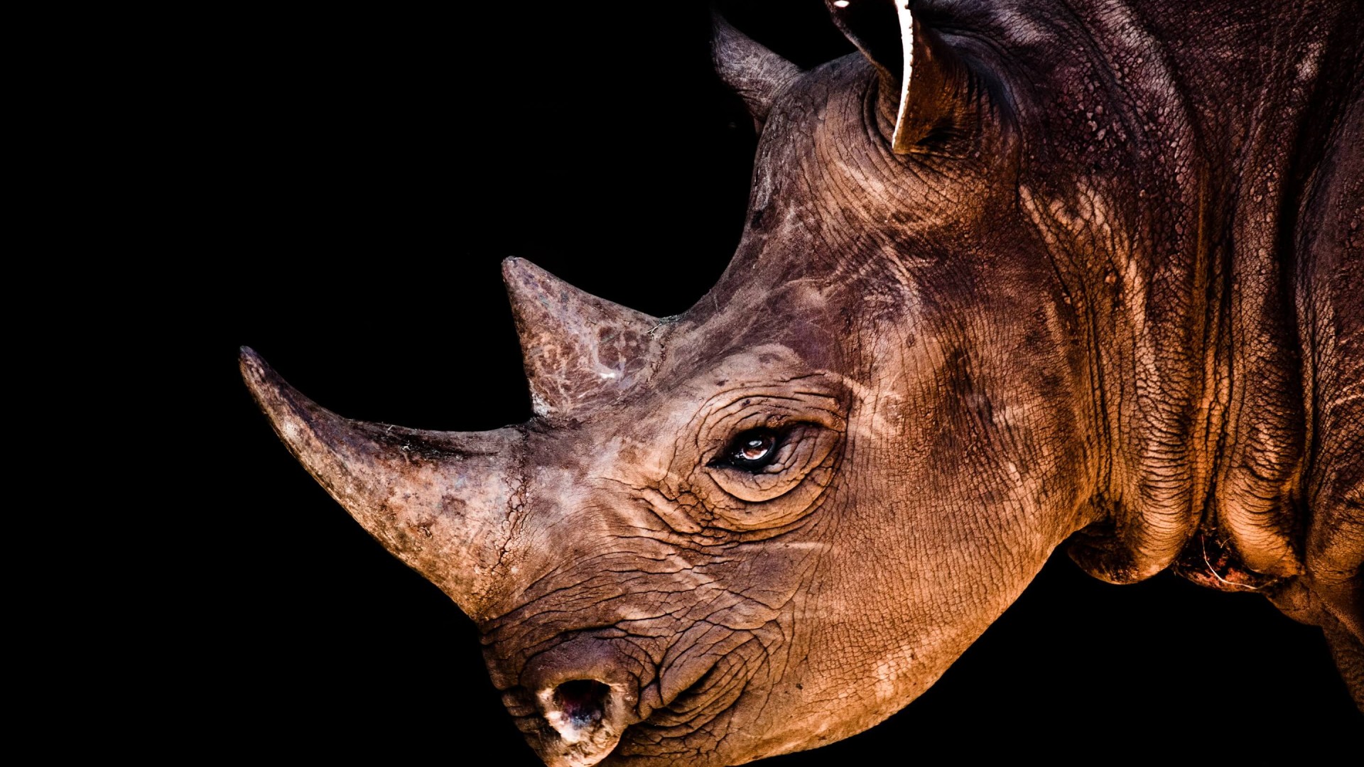 Rhinoceros Portrait HD Wallpaper For X HDwallpaper