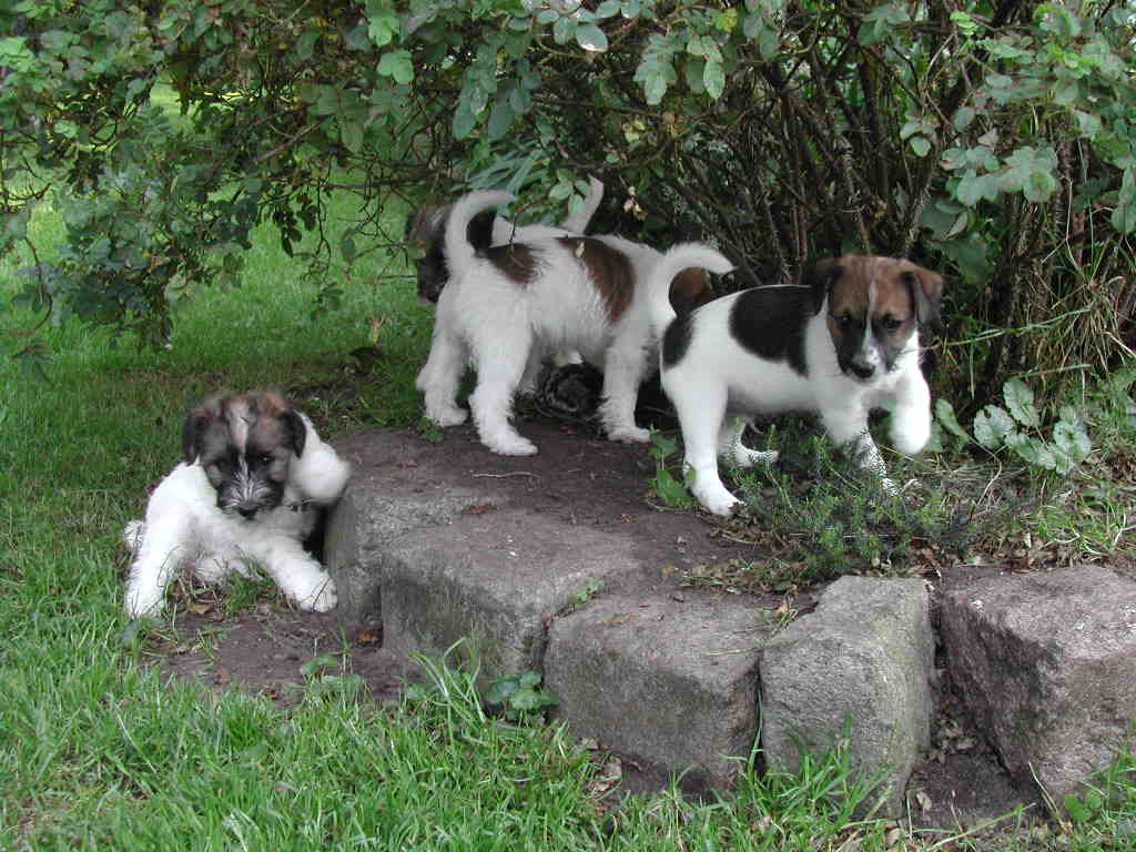 Jack Russell Cocker Spaniel Mix Puppies Picture
