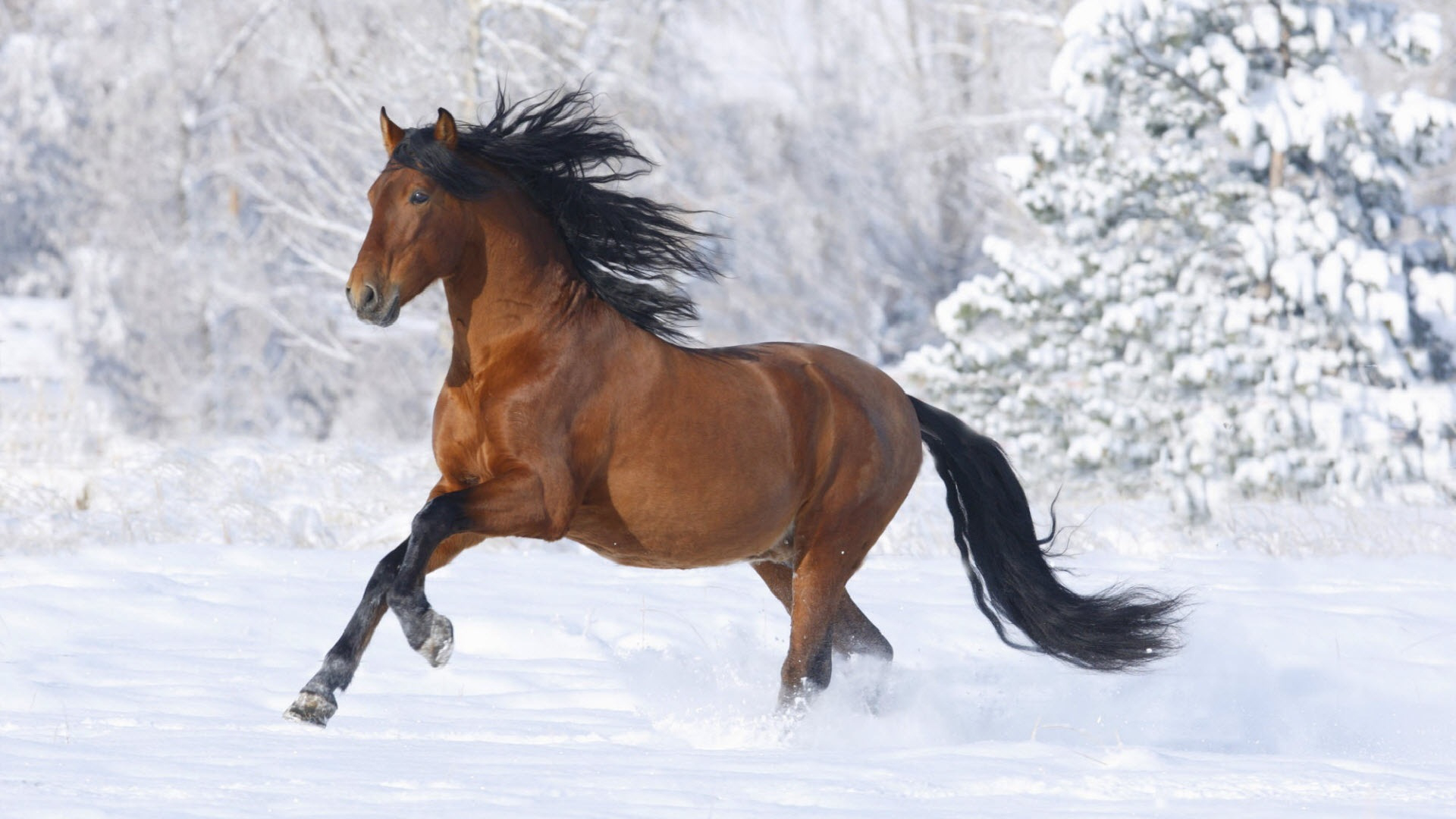 Horse Winter Wallpaper Hq Mewallpaper