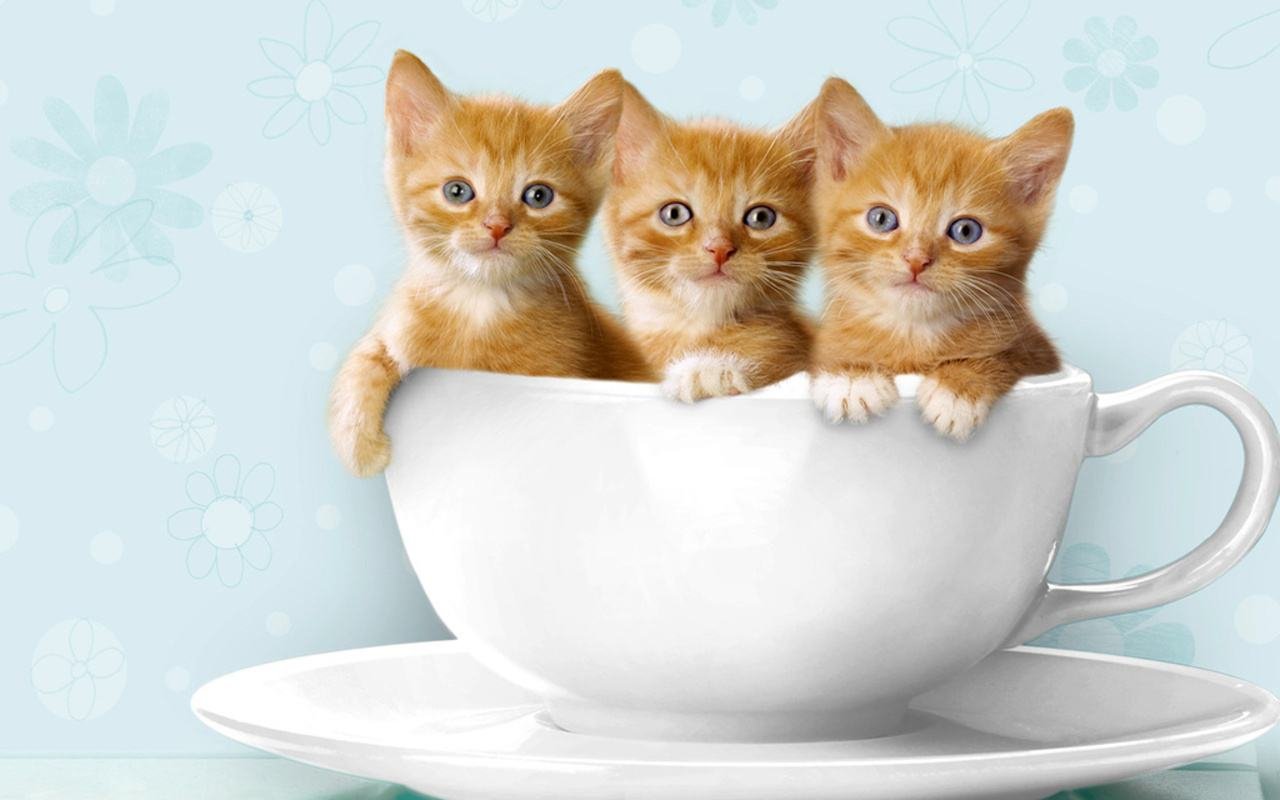 136432 cute baby animals wallpapers Kittens Funny 1280x800jpg
