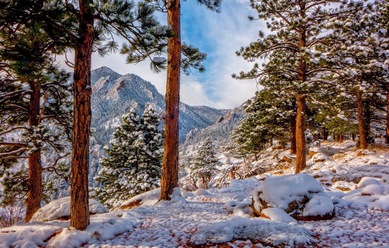 Wallpaper Winter Snow Trees Mountains Colorado Pine