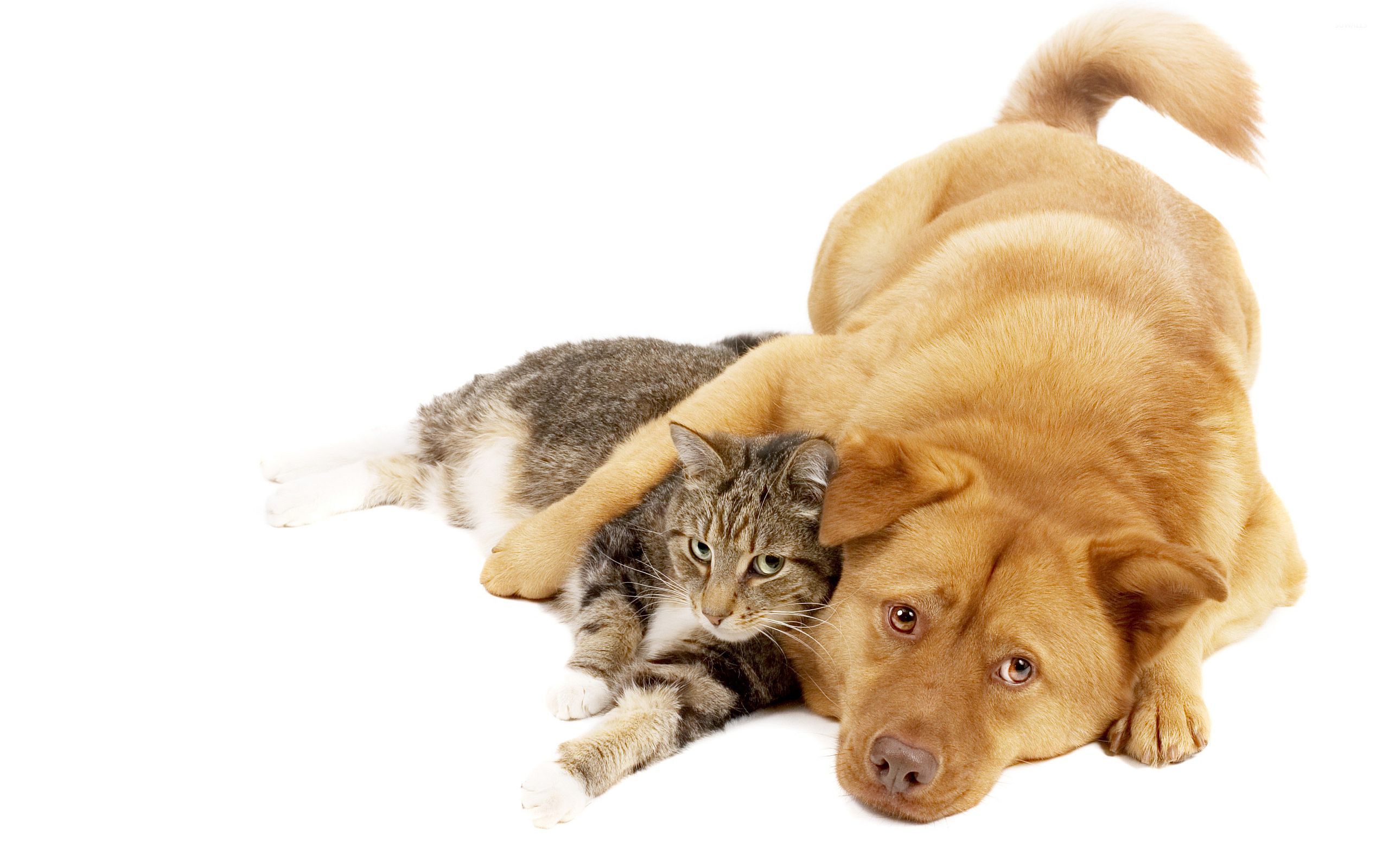 Cat And Dog Wallpaper Image Crazy Gallery