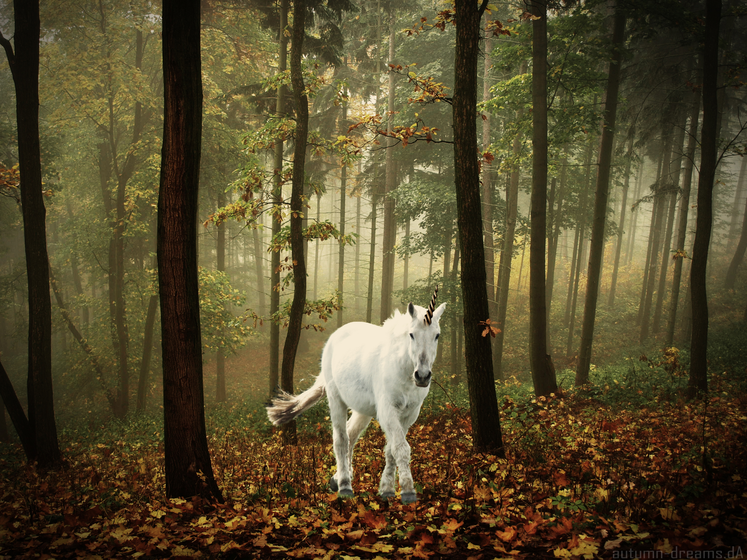 Unicorn Horse Magical Animal Autumn Forest T Wallpaper
