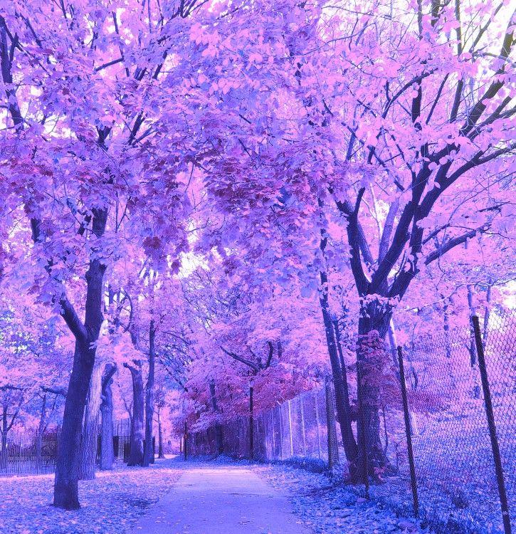 Violet Tree Wallpaper Blue And