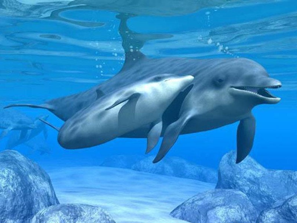 Dolphin Wappaper Bottolenose Baby And Mother Playing