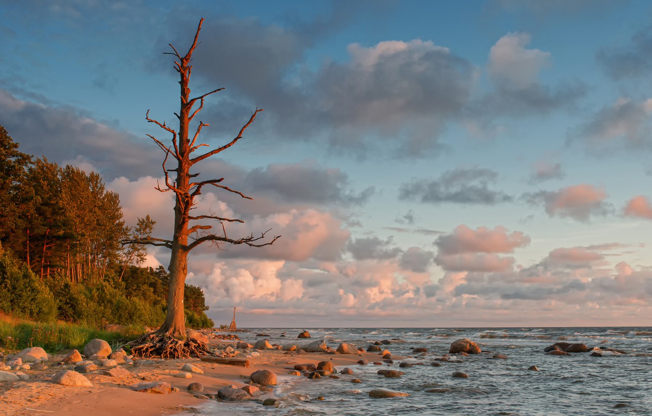 Wallpaper Tree Shore The Baltic Sea Latvia Image For Desktop