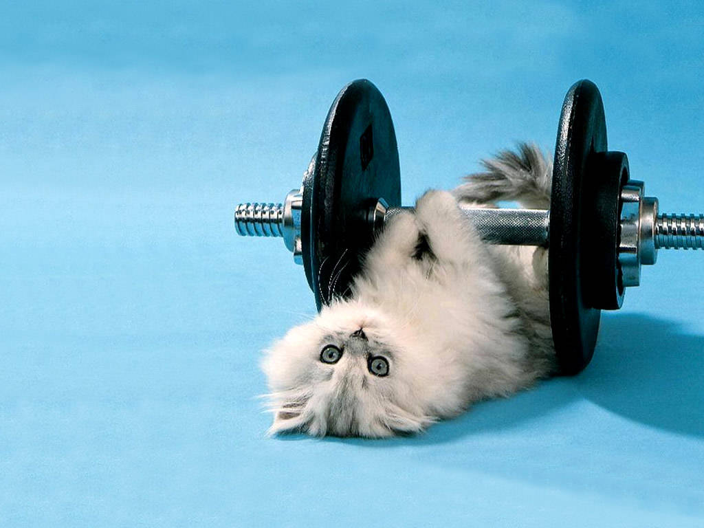 Animal Funny Kitten Lifting Weights Background Wallpaper Jpg