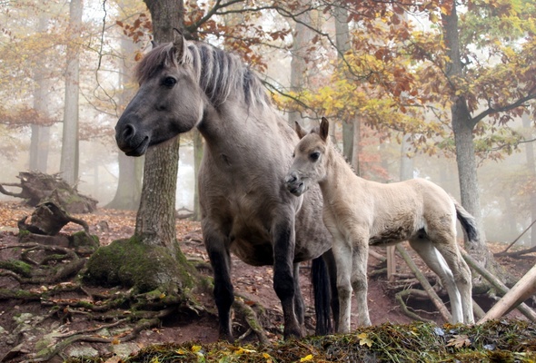 Wallpaper Colt Horse Forest Autumn Desktop Animals