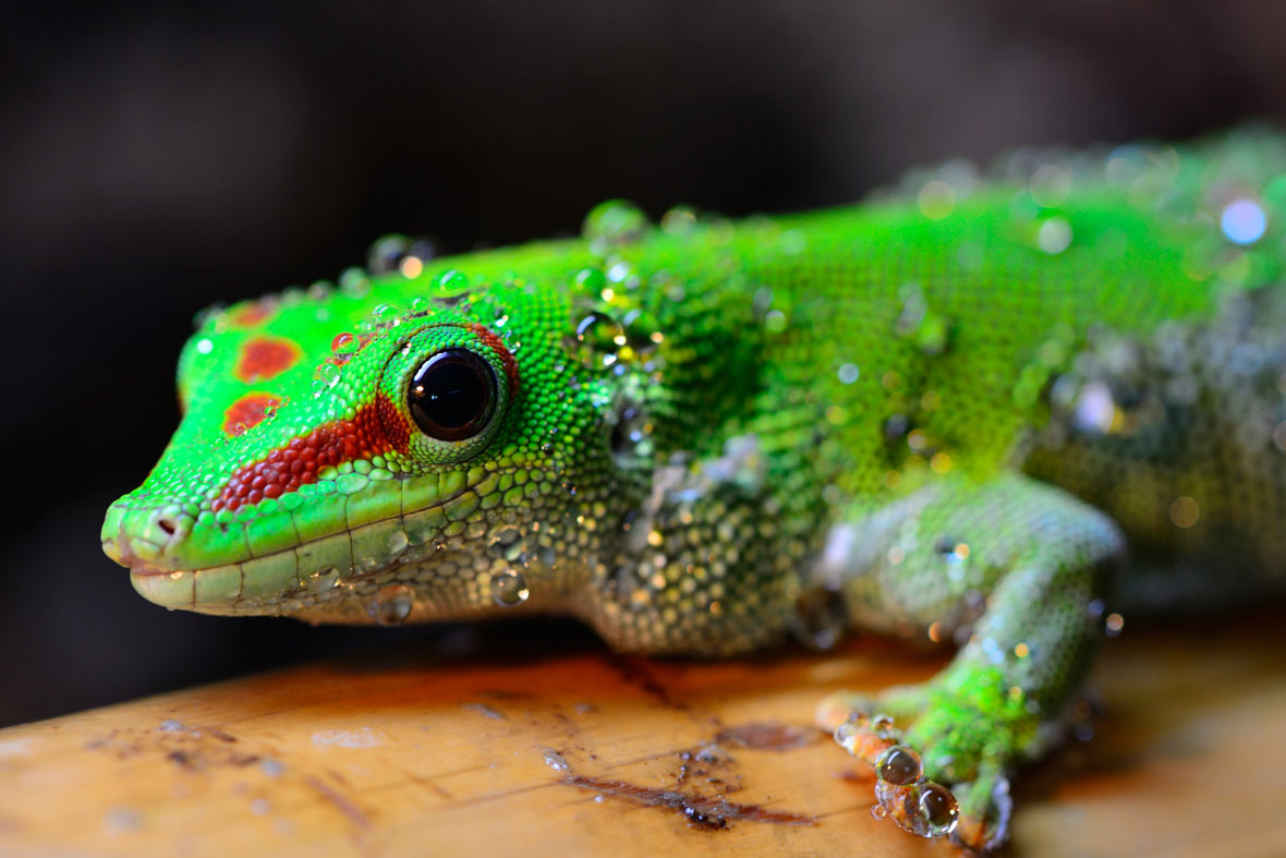 Top 10 Totally gorgeous geckos Film and Photo Earth Touch News