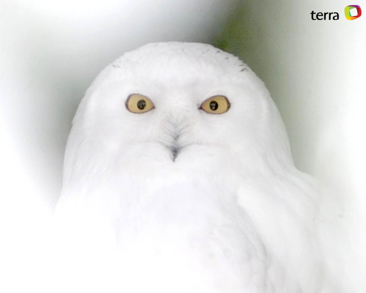 Owl Wallpaper Owls Image And Animal Desktop Background