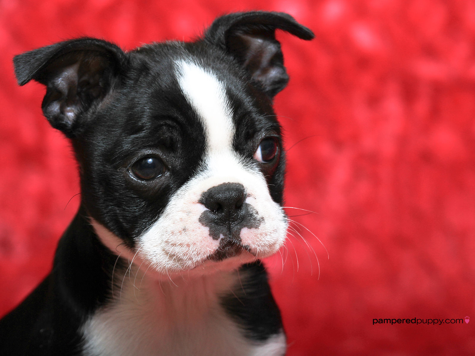Red Boston Terrier Puppies HD Wallpaper Background Image