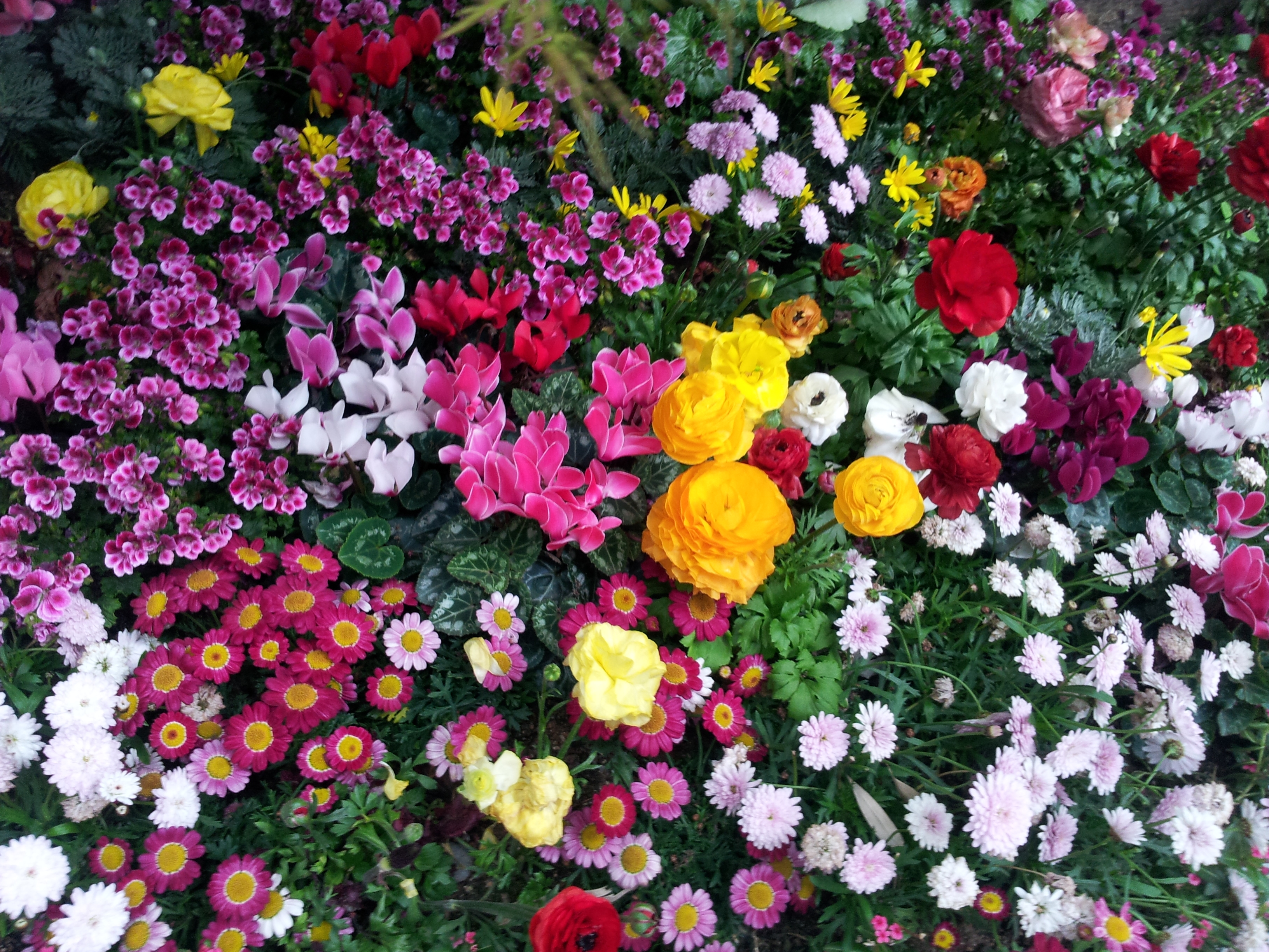 Wallpaper Flowers Flowerbed Flora HD Background