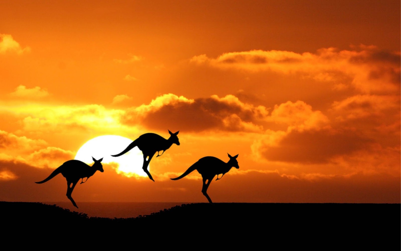  Kangaroos Australia Animals Wallpaper 1600x1000 Full HD Wallpapers 1600x1000