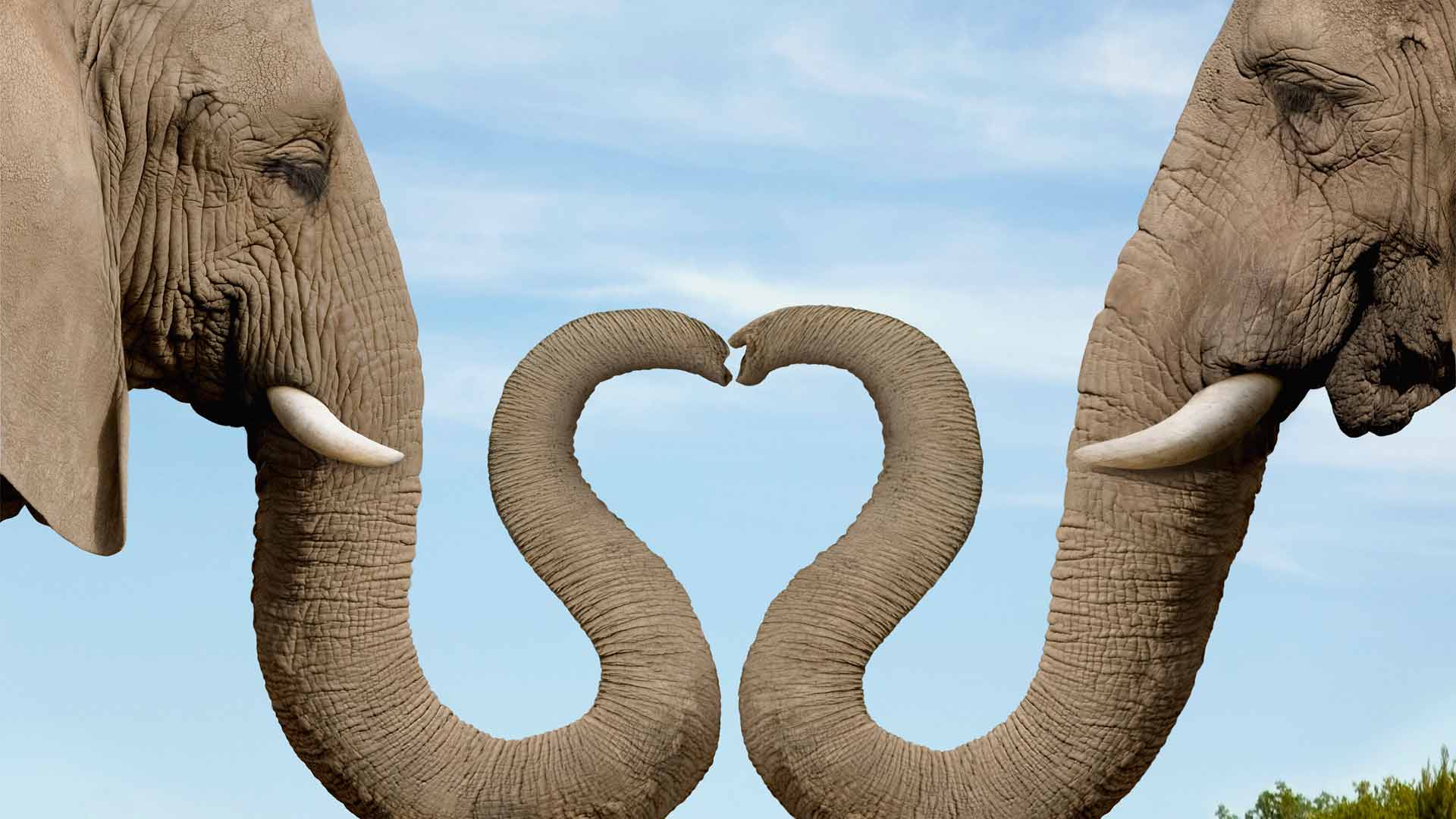 Cute Elephant Wallpaper Animal Desktop Background