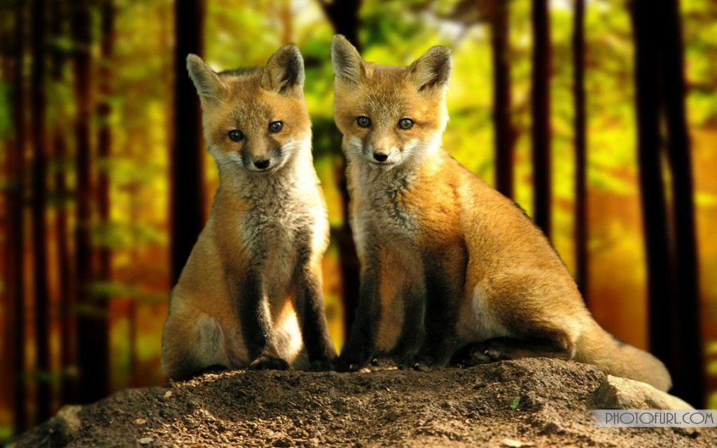 Red Fox Wallpaper Desktop