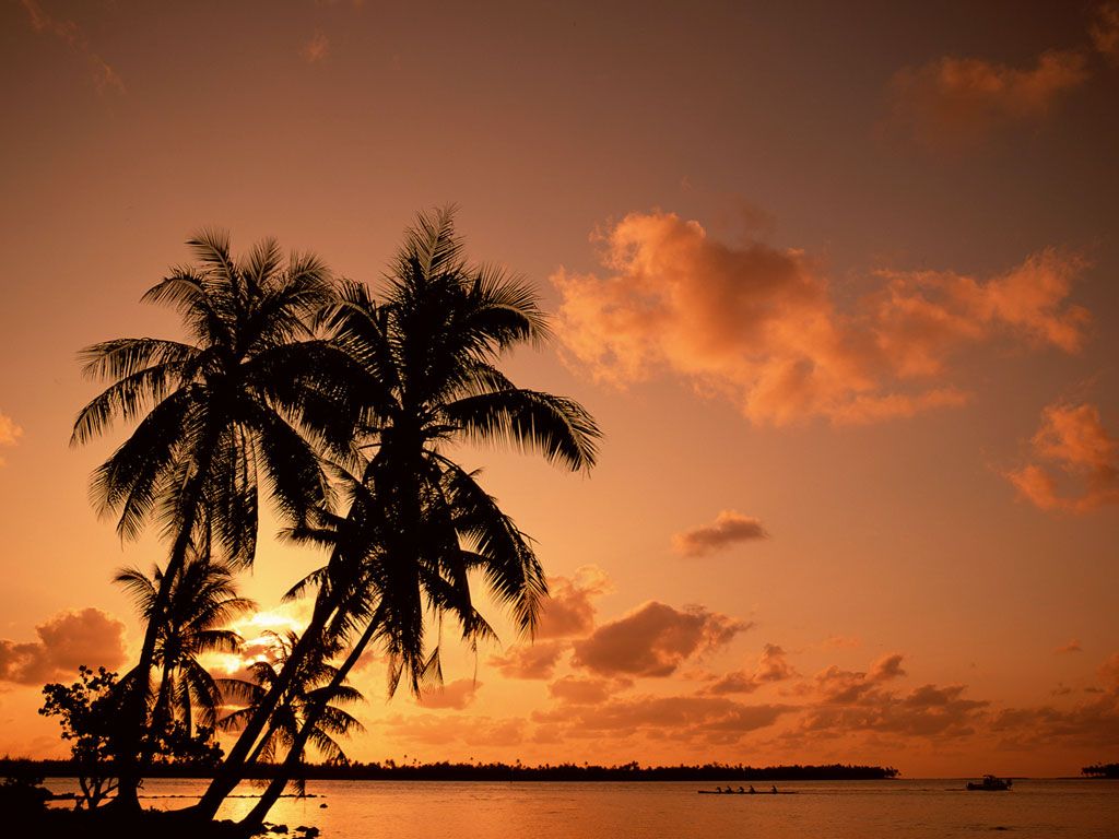 Try It Now Related Wallpaper Nature Tree Palm Sunset This