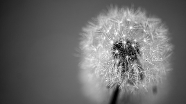 Wallpaper dandelion fluff seeds black and white HD 640x360
