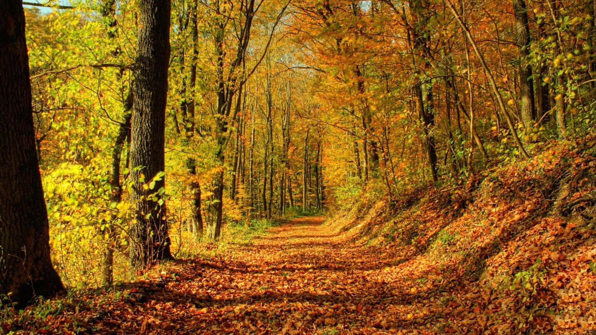 A Stunning Golden Landscape During The Perfect Fall Season Wallpaper