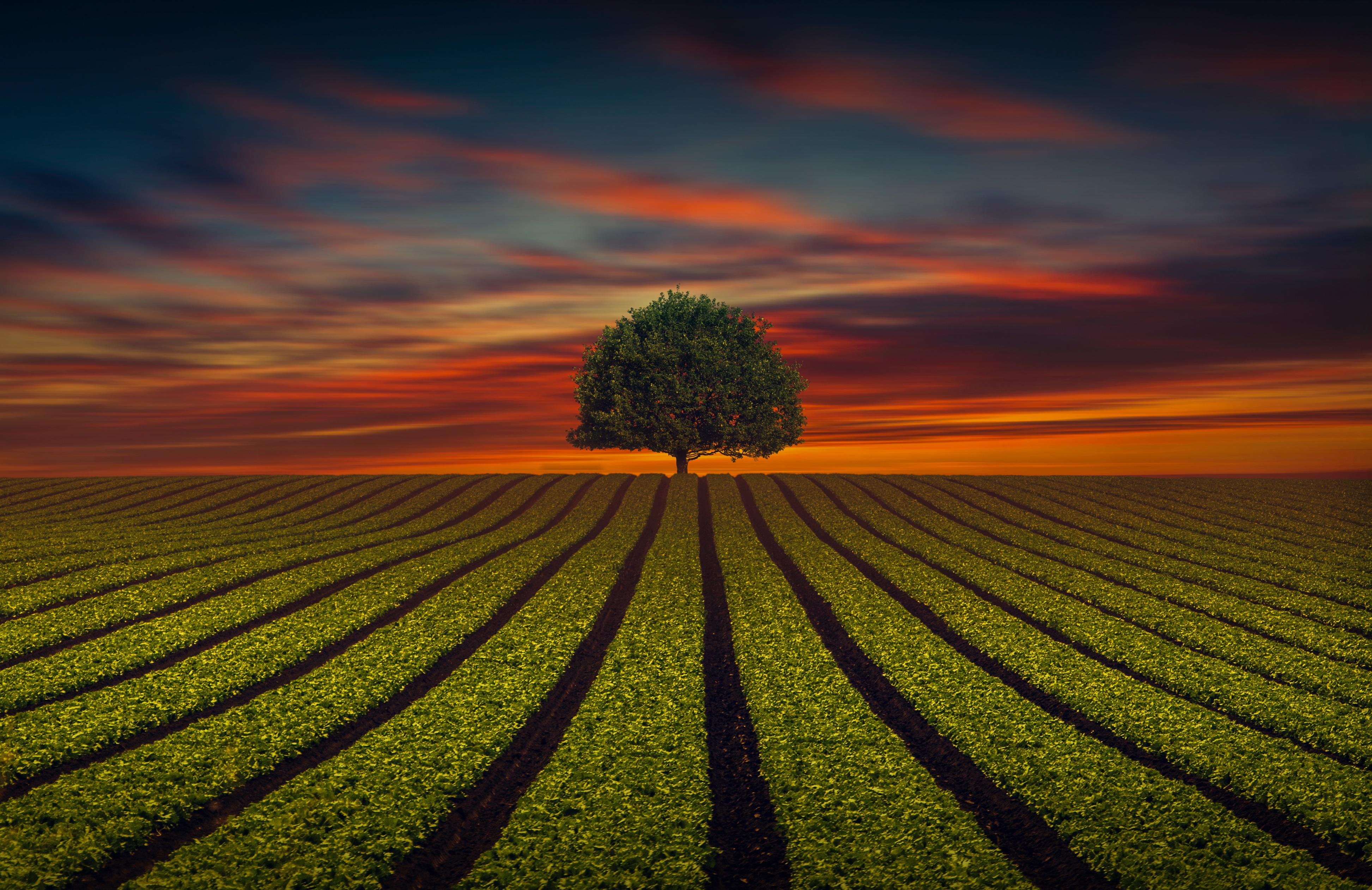 Sunset Lonely Tree Field Nature 4k Ultra HD Wallpaper