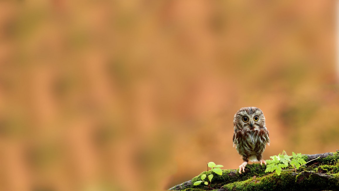 Twig Moss Chick Bird Owl Owlet Stock Photos Image HD