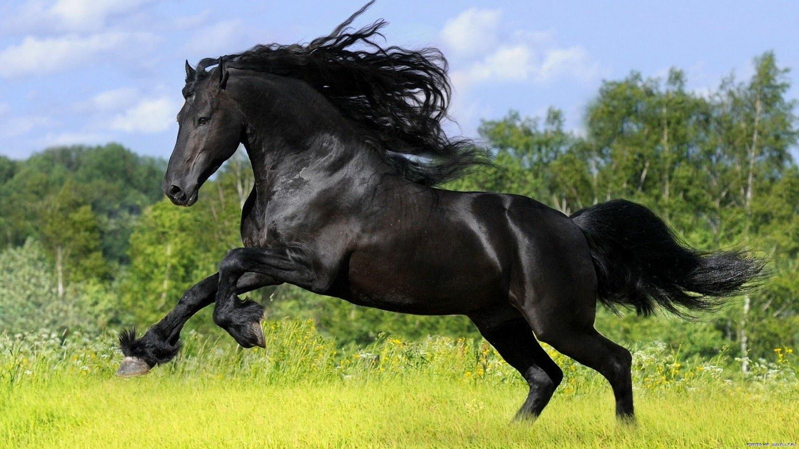 Black Stallion Pictures High Quality Wallpaper