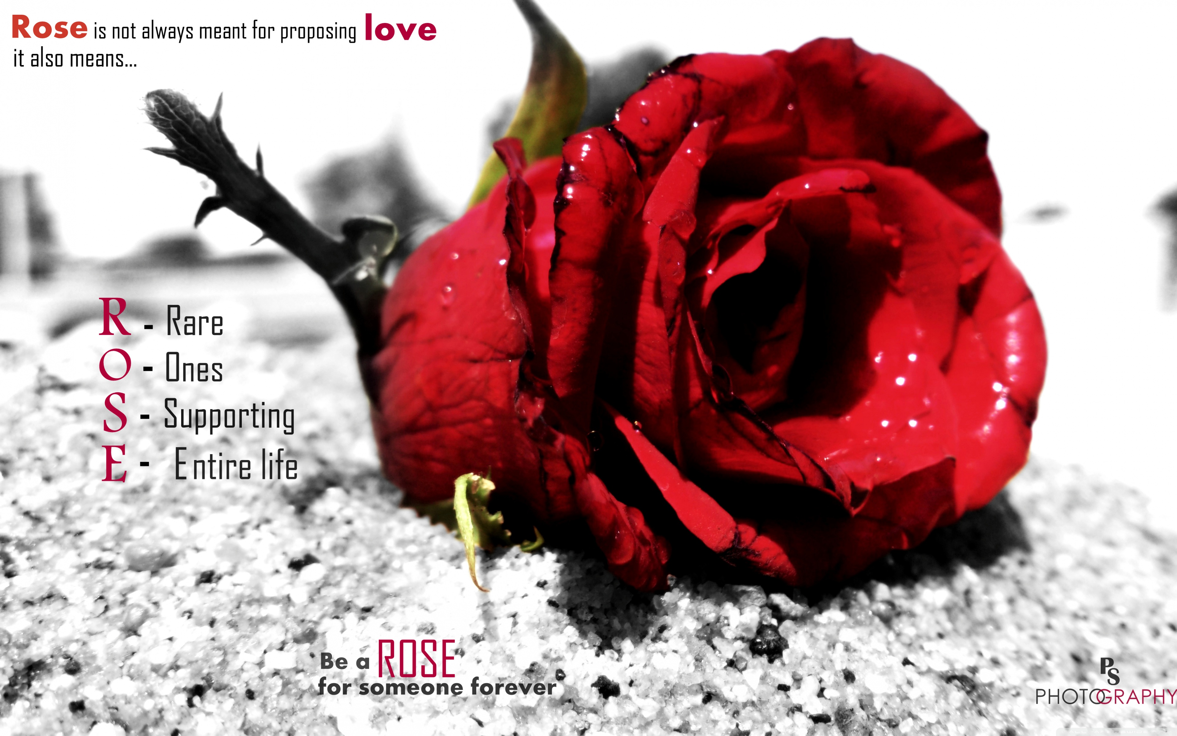 Love Rose Wallpaper Widescreen