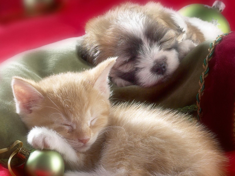 Cat Dog Christmas Animals Other HD Desktop Wallpaper