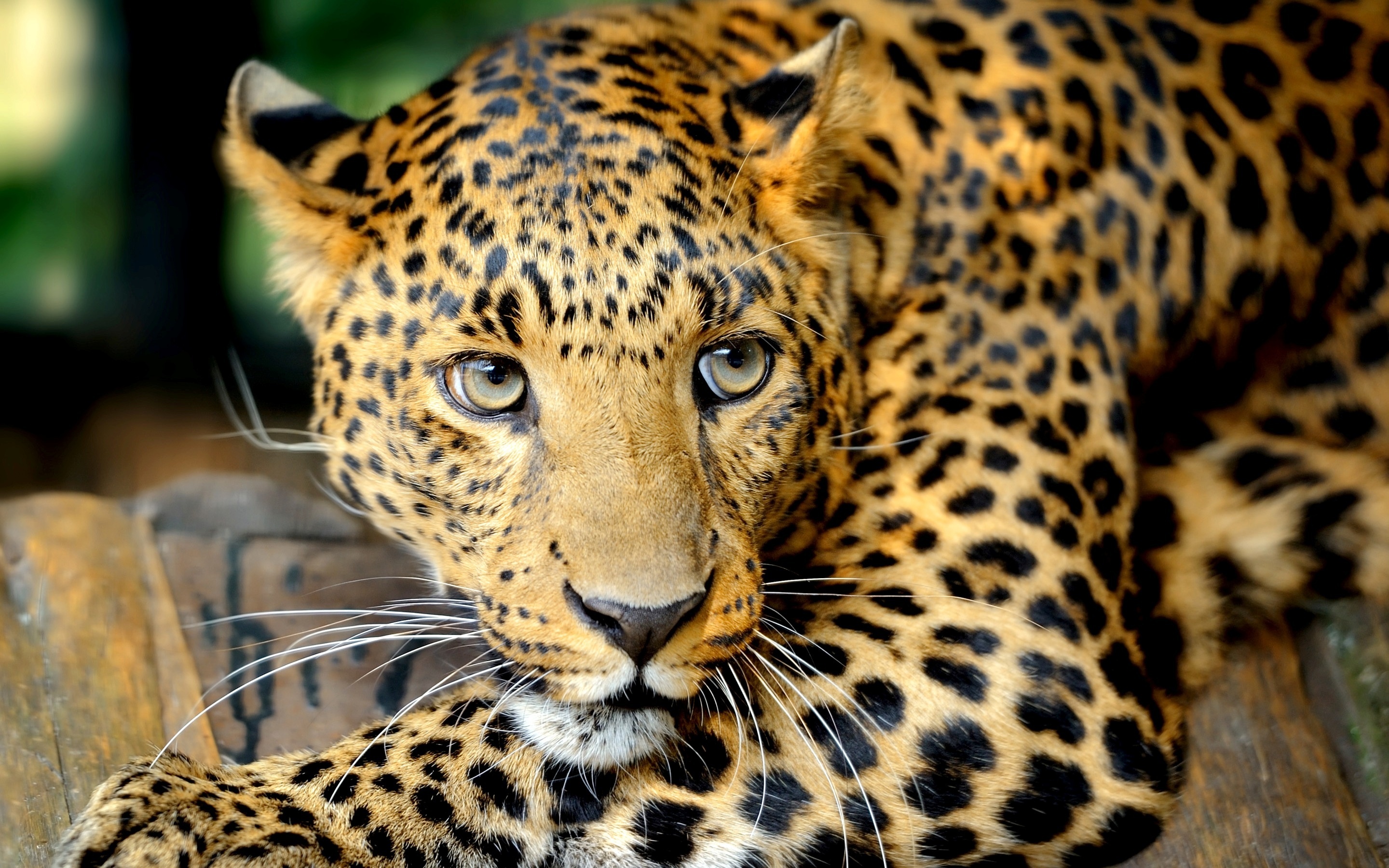 Wallpaper Leopard Face Big Cat Predator Eyes Pictures To
