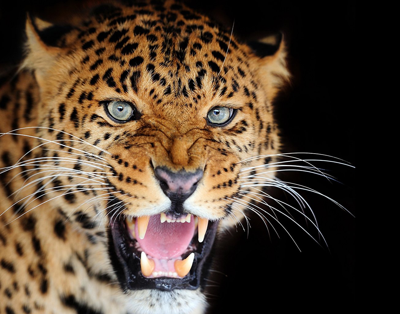 🔥 Free Download Wallpaper Leopard Big Cats Roar Whiskers Snout Glance ...