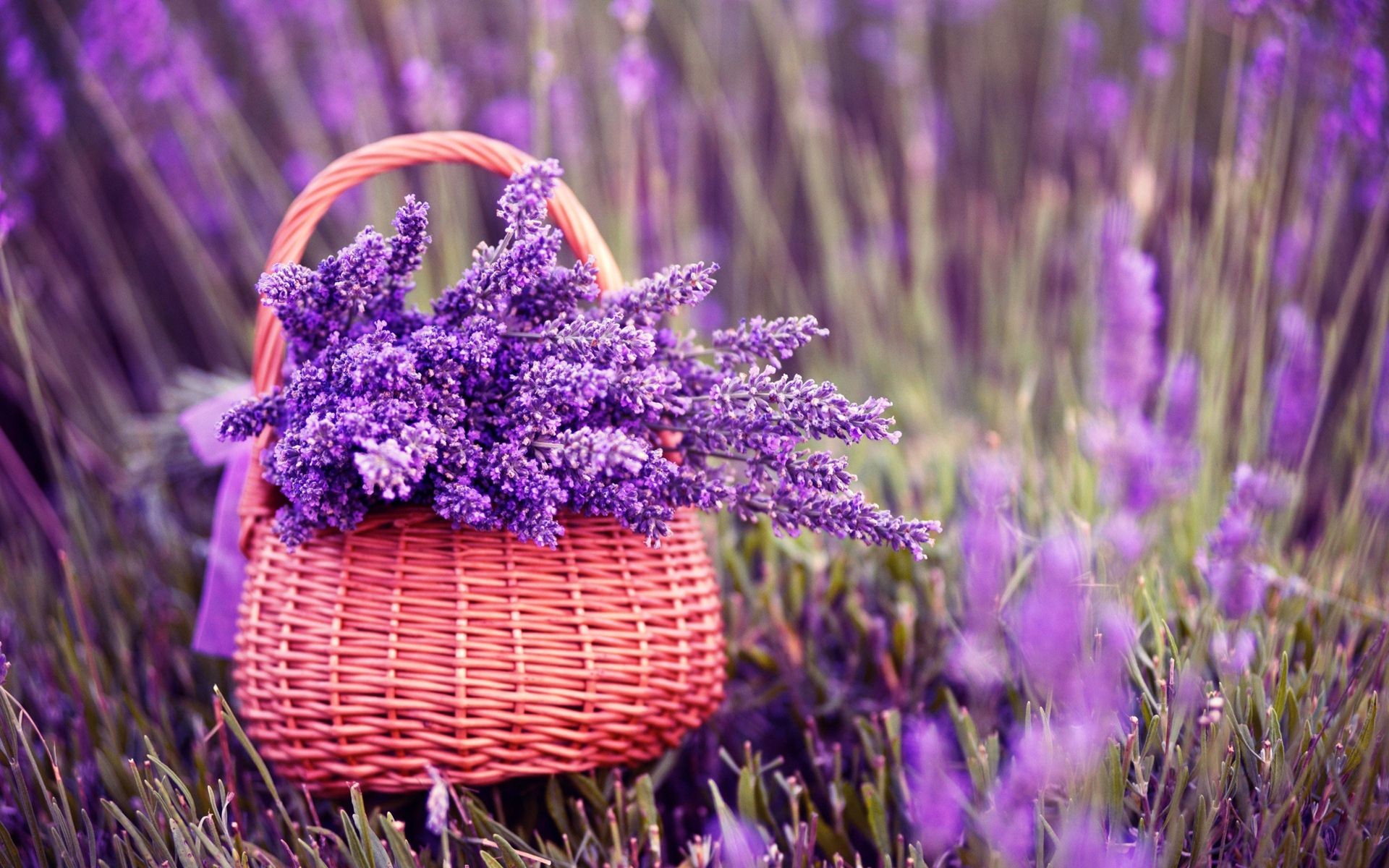 Lavender Desktop Wallpaper