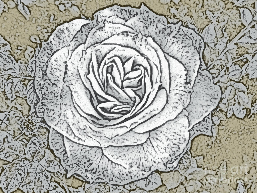 Ritzy Rose With Ink And Taupe Background Photograph By Conni