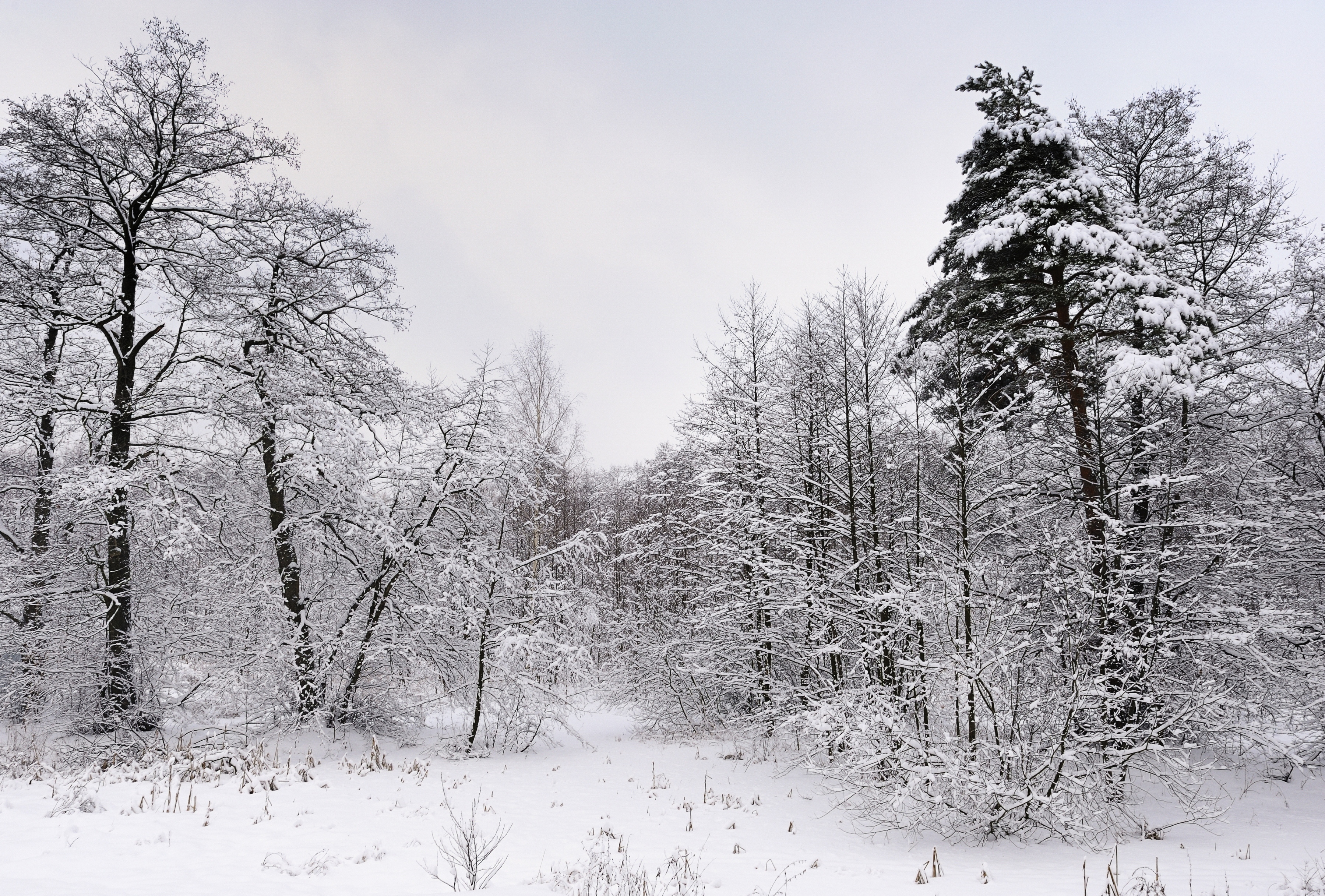 Desktop Wallpaper Winter Landscapes Techrepublic