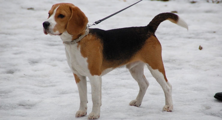 See Beautiful Beagle Wallpaper Photos Image And Pics Shared