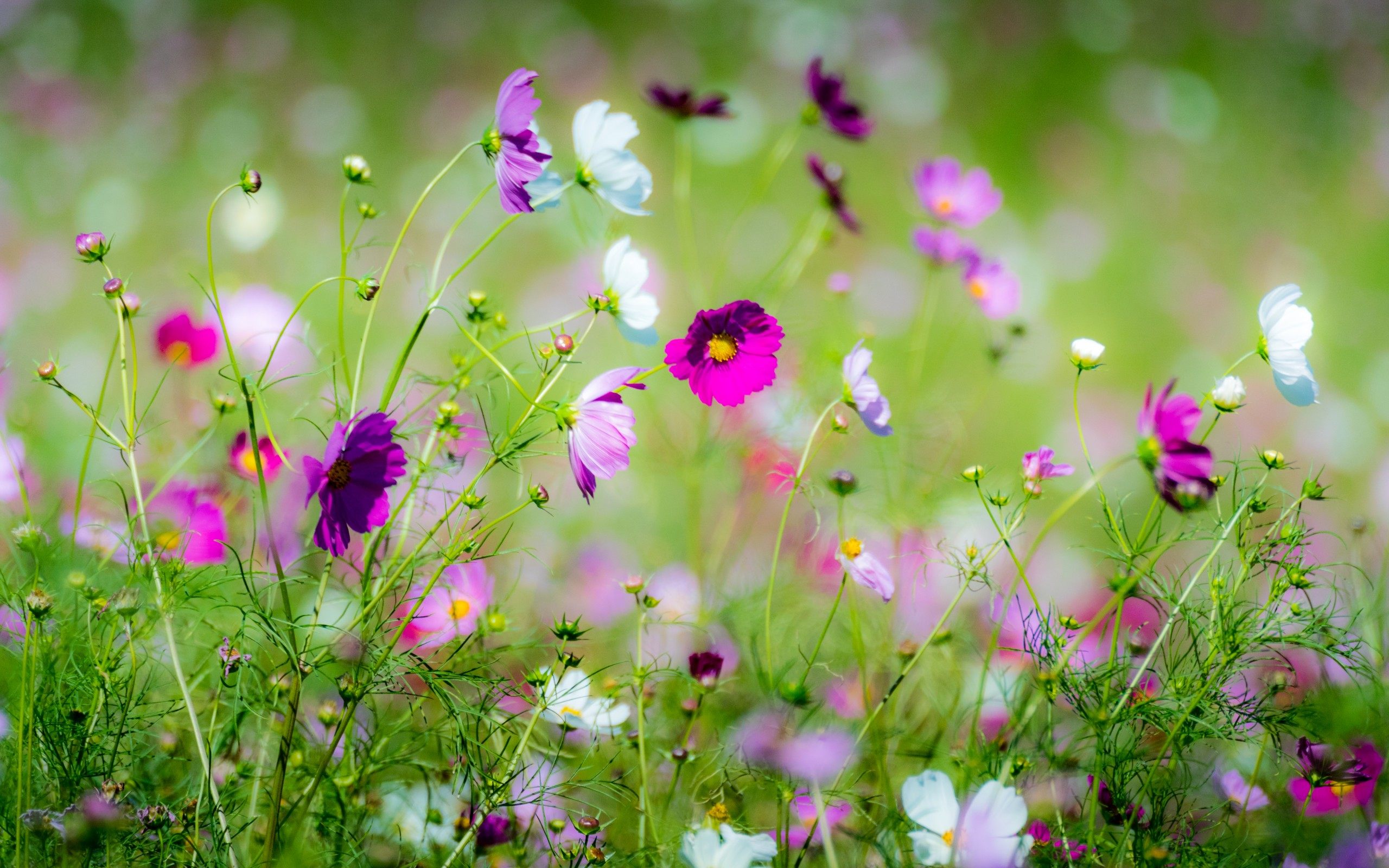 Beautiful Spring Flowers HD Wallpaper For Desktop Amp Mobile