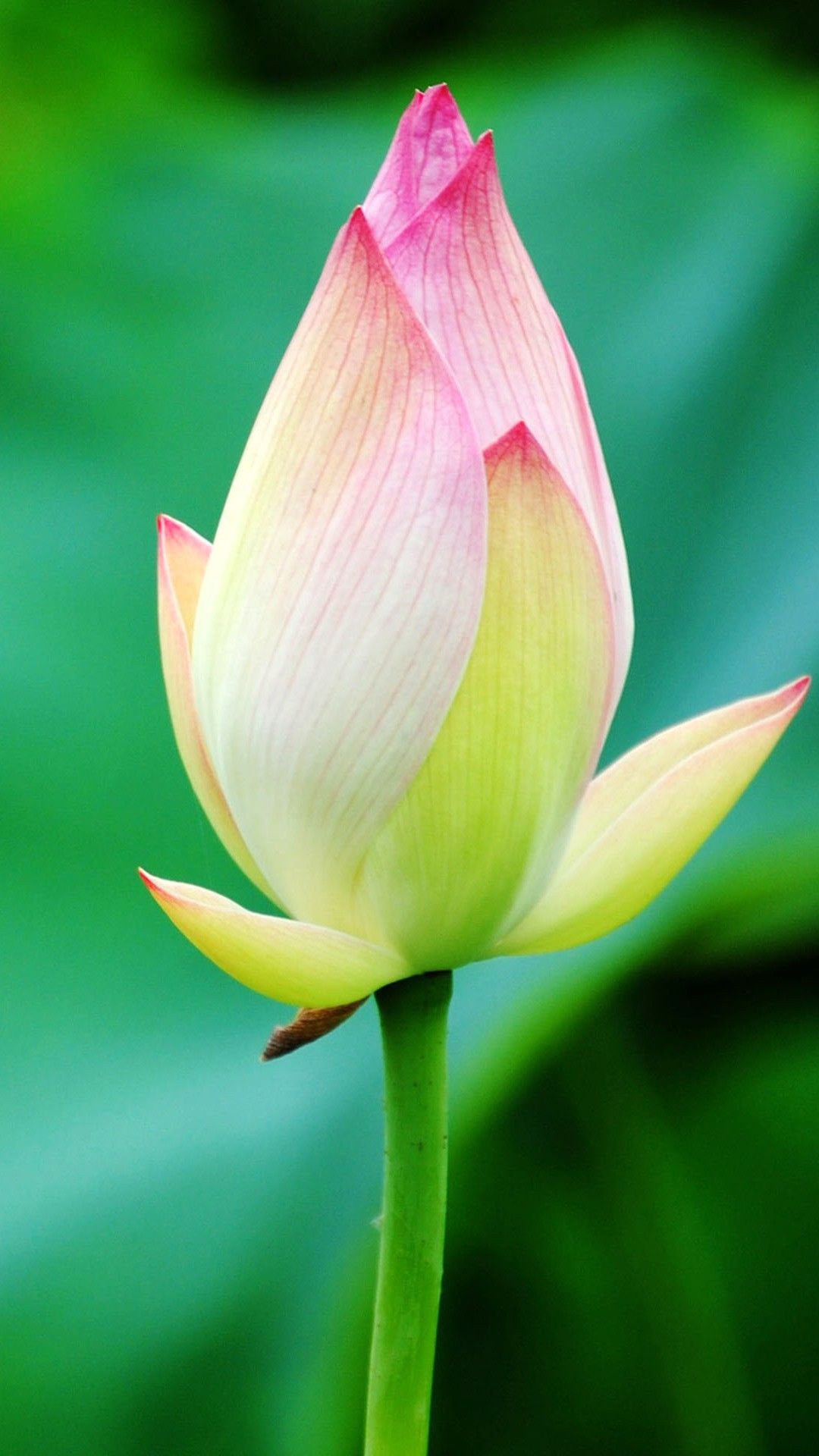 Pure Beautiful Lotus Flower Bud Macro Bokeh iPhone Plus