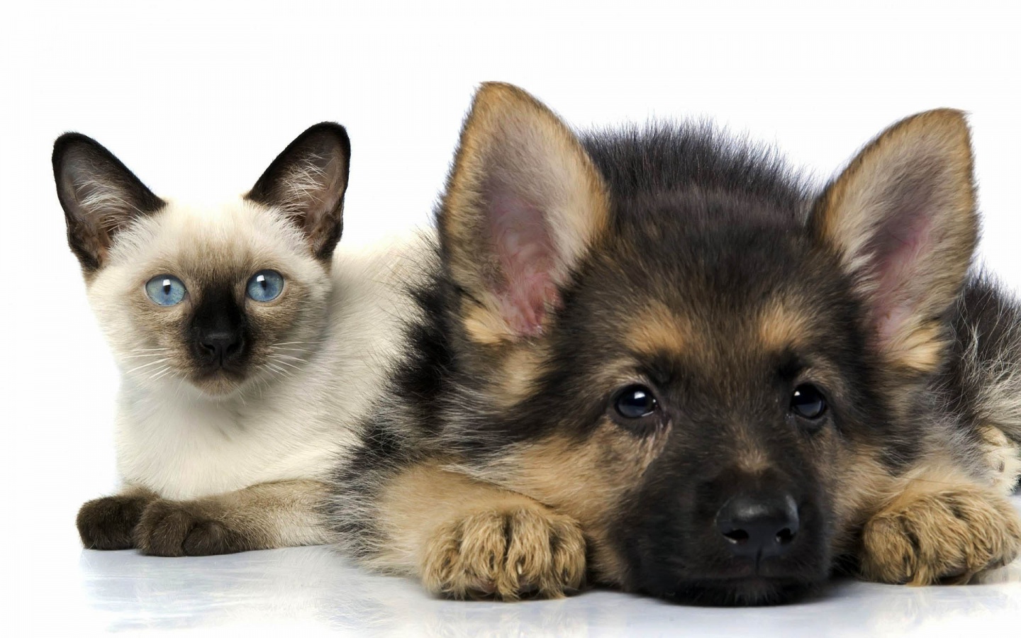 Cats And Dogs Image Jpg
