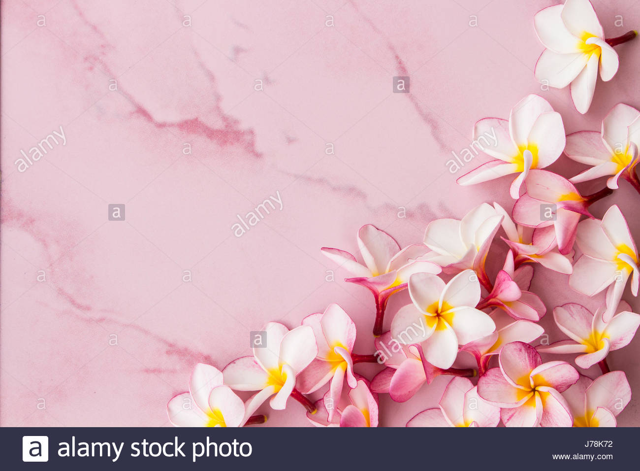 Free download pink plumeria background and space for text Stock Photo