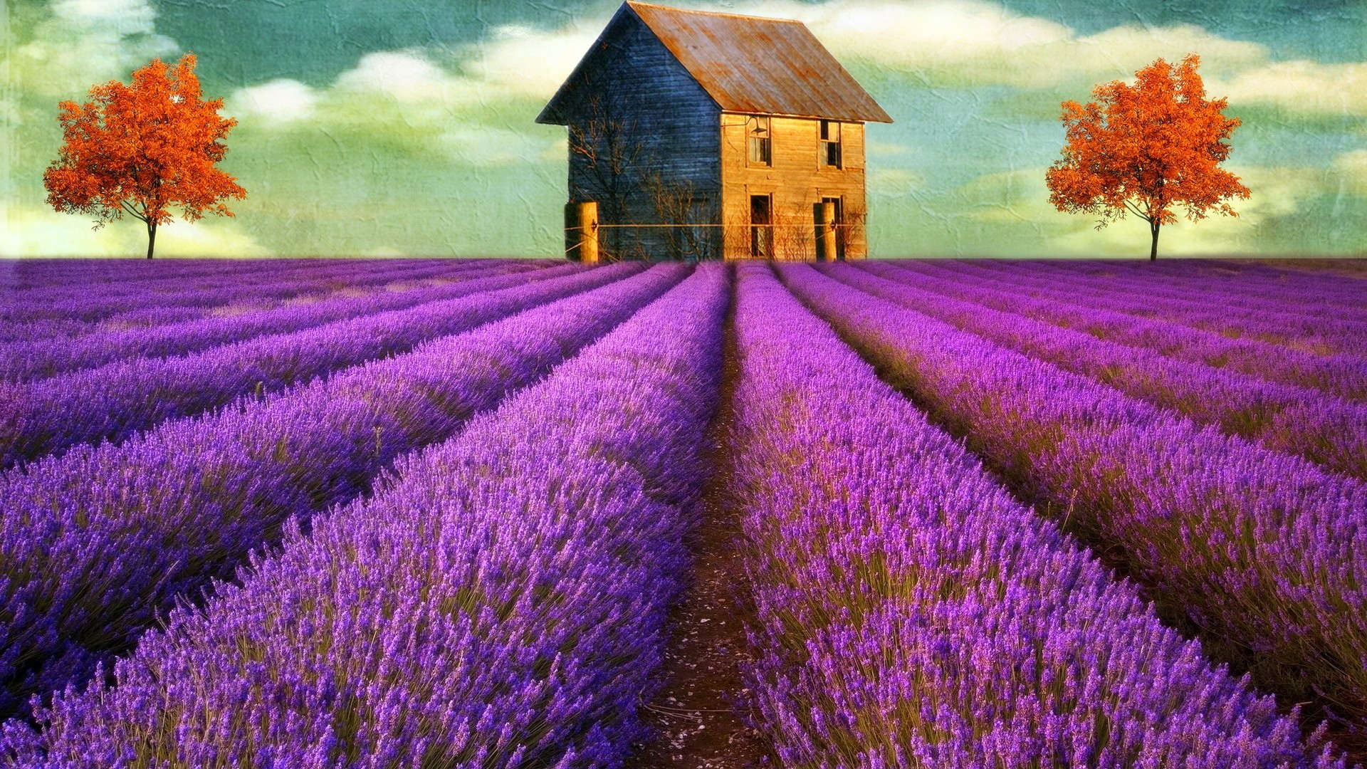 Lavender Flowers Desktop Wallpaper High Definition