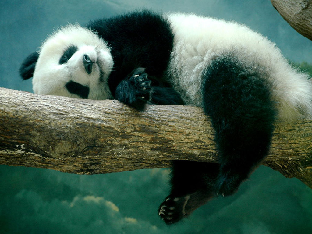 Panda Hd Wallpaper