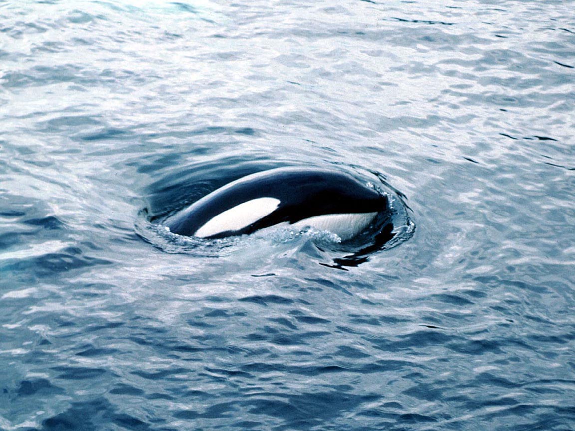 Orca Whale Wallpaper
