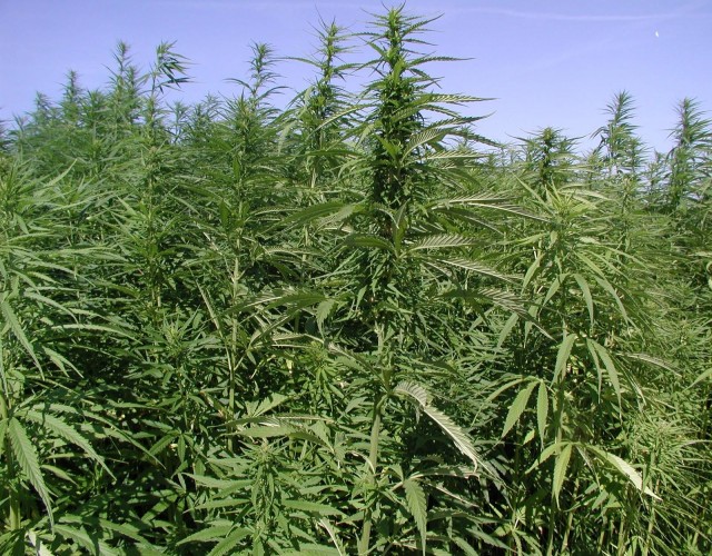 Marijuana Plants Field HD Weed Wallpaper