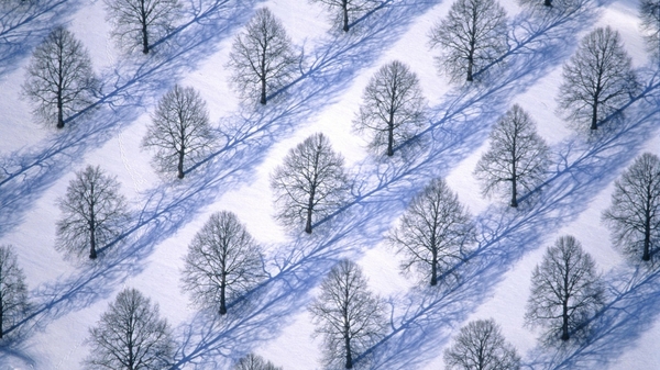 Forest Wallpaper Snow Desktop