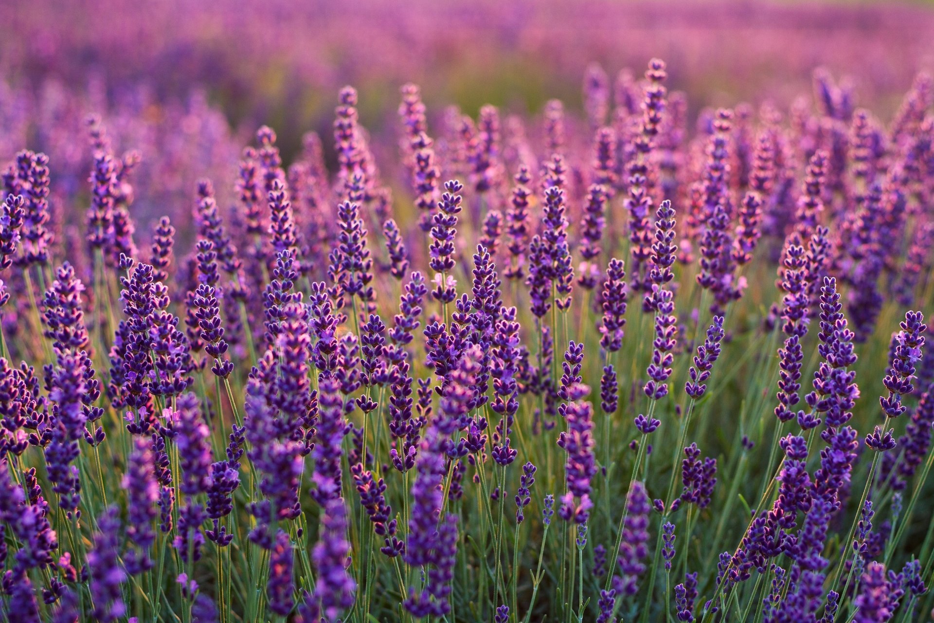 Purple Flower Nature Lavender HD Wallpaper