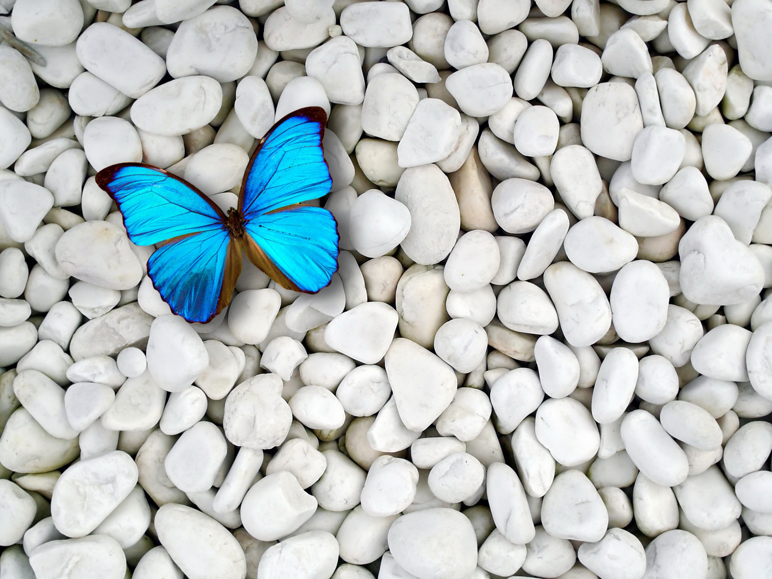 Blue Butterfly Background Wallpaper HD