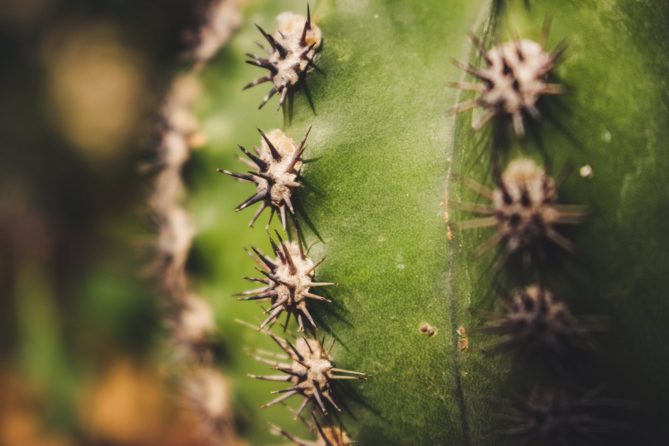 Close Up Photography Of Cactus Thorns Stock Photo Image
