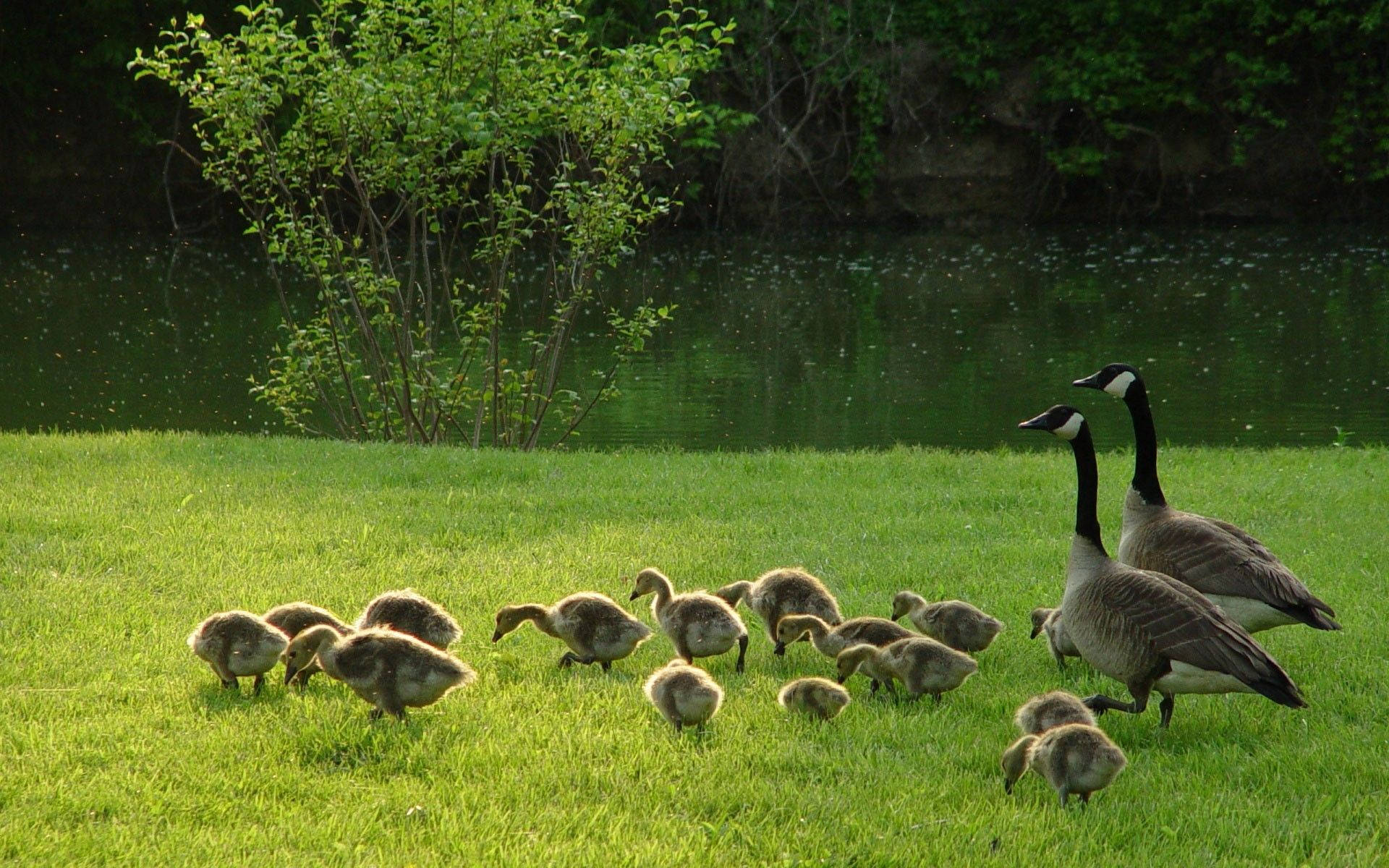 Goose Wallpaper