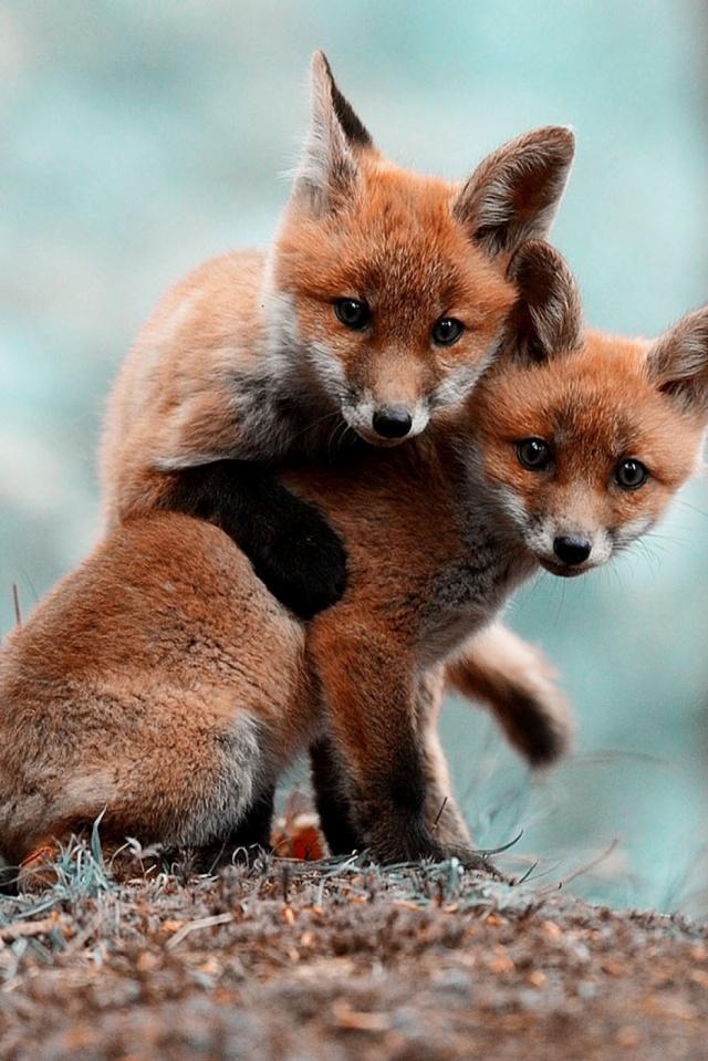 Free download Animals Foxes Mobile Wallpaper Mobiles Wall Present
